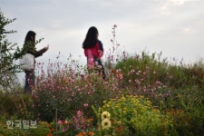 원시림ㆍ꽃천지ㆍ황금 노을…반전매력 쑥섬