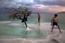 사해(Dead Sea)의 나무가 있는 풍경