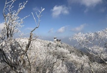 발왕산엔 상고대, 경포엔 동백꽃이~