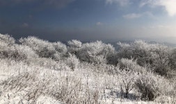 발왕산엔 상고대, 경포엔 동백꽃이~