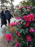 발왕산엔 상고대, 경포엔 동백꽃이~
