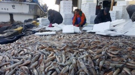 무작정 어촌으로? 청년 어부 되기도 쉽지 않아라