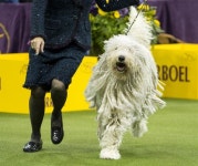 멋진 내 털을 봐 최고의 개를 뽑아라!