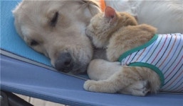 [설 특집] 18일(일) 채널선택