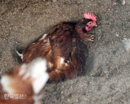 전남형 동물복지 축사 모델 개발한다