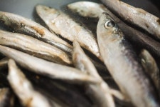 [천운영의 심야식탁] 여태 기다렸다, 멸치가 오기를…