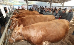 다시 문을 연 공주 우시장