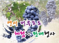 세종시 ‘머루포도’ 활용 지역산업 육성