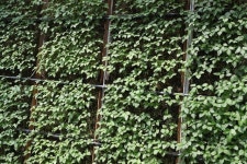 예천 이노진팜 생산성 3배의 인삼 종묘 재배법 개발