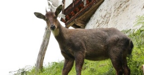 [애니칼럼] 많이들 오해하시는데, 산양은 염소가 아니에요