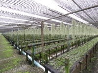 [아하! 생태] 미세먼지 먹는 공기청정 식물 ‘틸란시아’ 아시나요