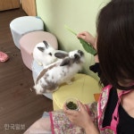 [토끼랑 산다] ‘토끼 화장’, ‘토끼 카페’…토끼에 푹 빠진 일본인들