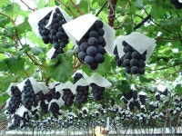 천안 포도 미국 진출한다