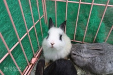 [토끼랑 산다] 몽마르뜨 공원에서 벌어진 ‘토끼 전쟁’