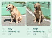 마약 찾아낸 탐지견ㆍ후보견 11마리 새 가족 찾아요