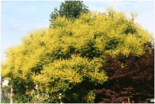 [이유미의 다시 광릉 숲에서] 모감주나무와 만병초