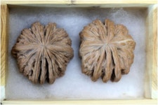 한 쌍에 1억? 300살 호두나무에서 나온 귀족호도