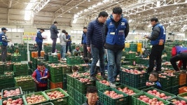 안동, 사과 시장 큰손 됐다