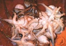 [겨를] 기술 장비 모르는 낚알못도 OK... 단순한 손맛에 빠진 도시어부들