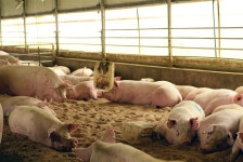 [동물과 사람이야기] 2019년 ‘황금돼지의 해’라지만… 현실에선 끔찍한 ‘도태’가