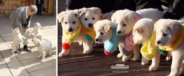 문 대통령, 설 연휴 마지막 날 강아지들과 함께