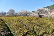 산수유 노란 물 흠뻑 맞으면 어느새 청매화ㆍ홍매화 ‘꽃대궐’