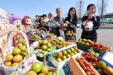 “대저토마토 맛보러 오세요”