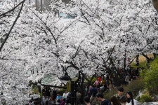 활짝 핀 석촌호수 벚꽃에 휴일 인파 몰려