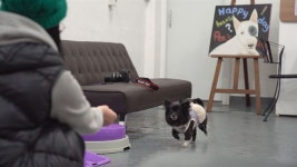 [동물 그리고 사람 이야기] 휠체어로 다시 선 반려동물… 행복해질 권리 있어요