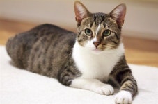 “고양이와 개는 달라요” SNS ‘고양이 산책’ 유행에 전문가 충고