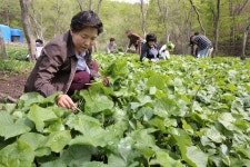 [중원 르네상스] ‘산나물의 제왕’ 에 취하다…양구 곰취축제 4일 개막