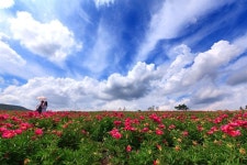 강원도에서 찾아오는 의성의 작약꽃 언덕, 전국구 관광 명소로