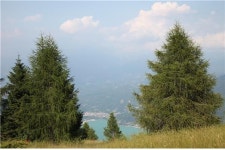 [이유미의 다시 광릉 숲에서] 숲과 나무악기