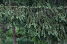 [이유미의 다시 광릉 숲에서] 숲과 나무악기