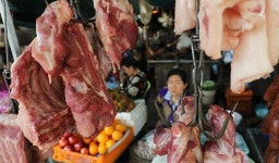 돼지열병 베트남 전국 확산... 동남아 확산 우려