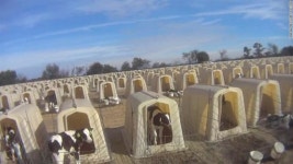 “억지로 먹이고 철근으로 찌르고”…美 목장 송아지 학대 논란