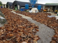 보험금 타내려 멀쩡한 닭 수만 마리 불태워 죽인 농장주 무더기 검거