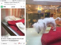 가게 폐업한다며 방치한 ‘우이동 펫샵’ 강아지들 구조됐다