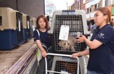 구포 가축시장 폐쇄