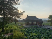 [시티투어]<32 청도> 유등연지 연잎 물결, 청도읍성 붉은 노을에 탄성… “청도의 밤을 거닐다”