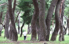 소백산 자락에 옹기종기… 소담 소담 낮은 돌담길