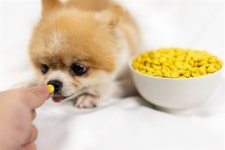 강아지 구충제로 말기암 완치? 해외 블로그서 빠르게 확산