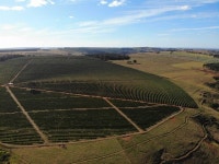[커피벨트를 가다] 광활한 땅과 기계화로 이룬 커피대국