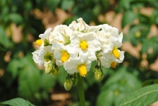 [내고장 경제] ‘오륜’으로 강원 감자 자존심 되찾는다