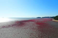 안산 대부해솔길 7색 코스, 걷는 재미 만끽