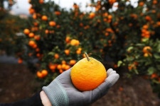 완도에서 제주까지 배로 80분…대중교통 마니아의 2박3일 체험 여행