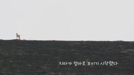 ‘라이프 오브 사만다’ 싱글맘 치타 이야기, 모든 연령대 공감 시킨 웰메이드 다큐