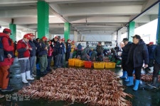 금어기 끝난 연안 대게, 수협 위판장서 본격 거래