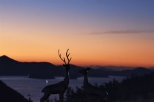 [포토에세이] 겨울바다와 사슴