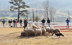 아찔한 구름다리ㆍ정겨운 양떼목장…걷기 딱 좋은 작은 마을
